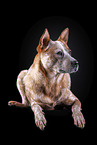lying Australian Cattle Dog