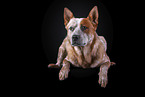 lying Australian Cattle Dog