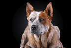 Australian Cattle Dog Portrait