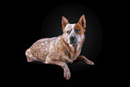 lying Australian Cattle Dog