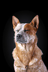 Australian Cattle Dog Portrait