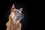 Australian Cattle Dog Portrait