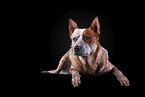 lying Australian Cattle Dog