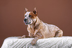 lying Australian Cattle Dog