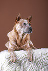 lying Australian Cattle Dog