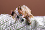 lying Australian Cattle Dog