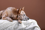 lying Australian Cattle Dog