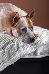 lying Australian Cattle Dog