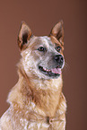 Australian Cattle Dog Portrait