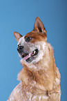 Australian Cattle Dog Portrait