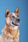 Australian Cattle Dog Portrait