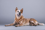 lying Australian Cattle Dog