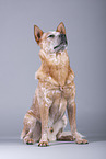 sitting Australian Cattle Dog