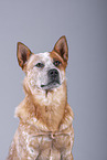 Australian Cattle Dog Portrait