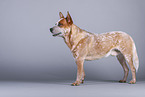 standing Australian Cattle Dog