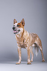 standing Australian Cattle Dog