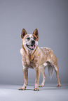 standing Australian Cattle Dog