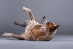 lying Australian Cattle Dog