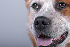 Australian Cattle Dog face