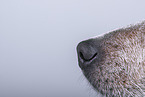 Australian Cattle Dog nose