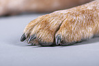 Australian Cattle Dog paw