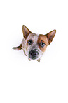 sitting Australian Cattle Dog