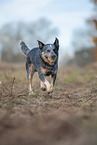 running Australian Cattle Dog