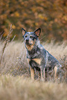 sitting Australian Cattle Dog