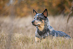 lying Australian Cattle Dog