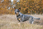 standing Australian Cattle Dog