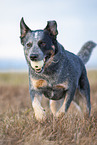 running Australian Cattle Dog