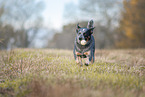 running Australian Cattle Dog