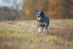 running Australian Cattle Dog