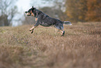 running Australian Cattle Dog