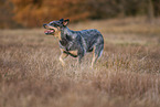 running Australian Cattle Dog