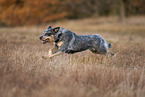 running Australian Cattle Dog