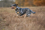 running Australian Cattle Dog