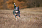 running Australian Cattle Dog