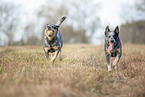 Australian Cattle Dogs