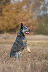 sitting Australian Cattle Dog