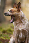 Australian Cattle Dog in the Forest