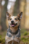 Australian Cattle Dog in the Forest
