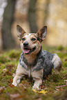 Australian Cattle Dog in the Forest