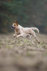 Australian cattle dog running across a field