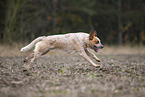 Australian cattle dog running across a field