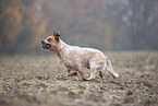 Australian cattle dog running across a field