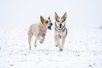 Australian Cattle Dogs