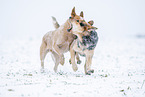 Australian Cattle Dogs