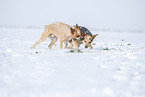 Australian Cattle Dogs