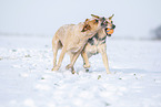 Australian Cattle Dogs